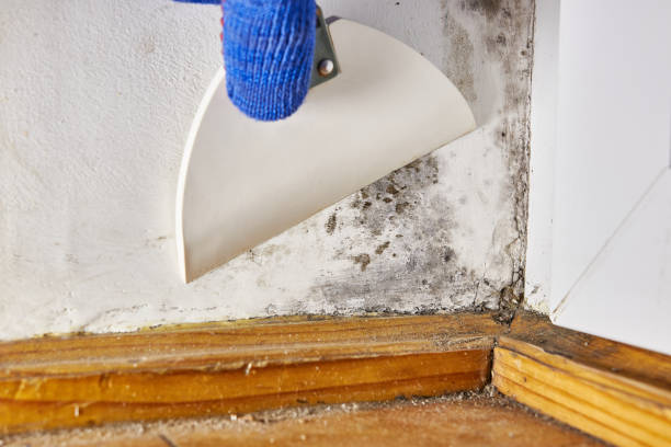 Best Forensic Mold Investigation  in Commerce, CA